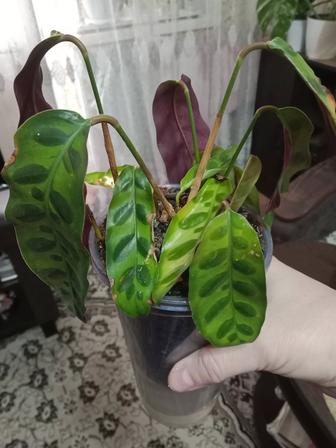 Калатея Лансифолия