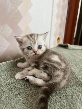Продам котят Скоттиш Страйт