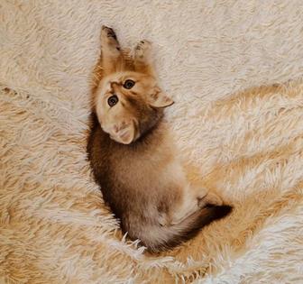 Котята Шиншиллы Британской и Шотландский породы