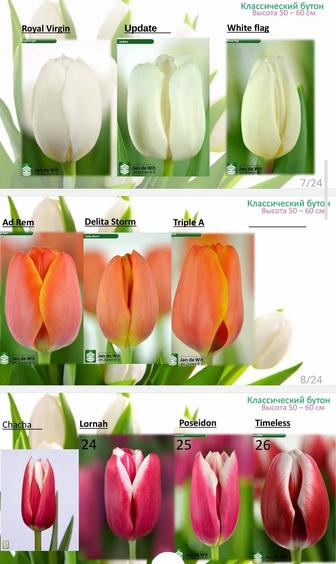 Тюльпаны напрямую из теплиц! Оптом и в розницу к 14 февраля и 8 марта