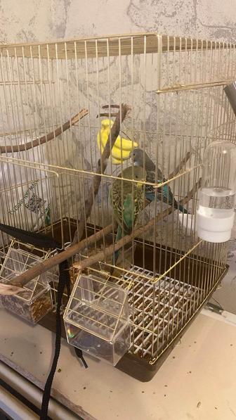 Домашние попугаи