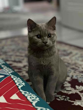 Котенок