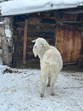 Продам Зааненского козла