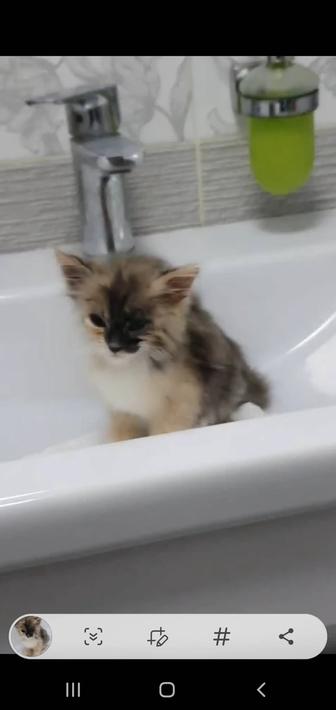 2х мес.котенок-отдам в добрые руки