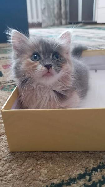 2х мес.котенок-отдам в добрые руки