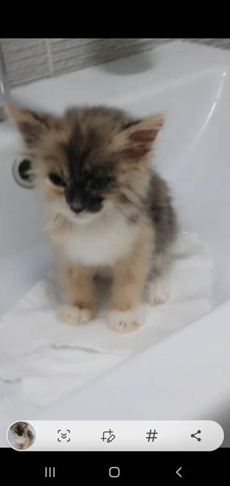 2х мес.котенок-отдам в добрые руки