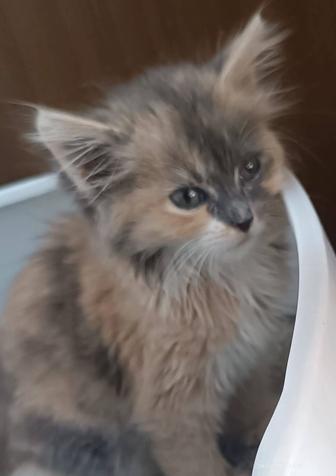 2х мес.котенок-отдам в добрые руки