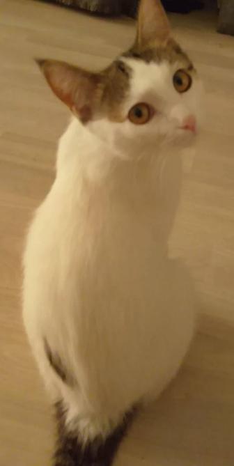 Отдам котят