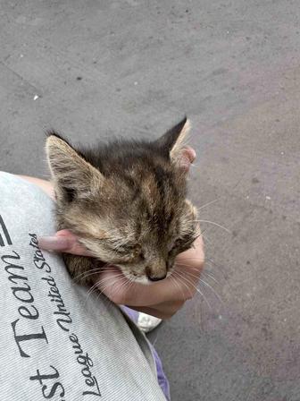 Ищу кошку для котенка