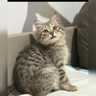 В самые ответственные руки котенок