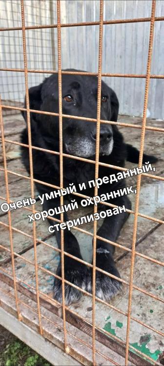 Собака в добрые руки