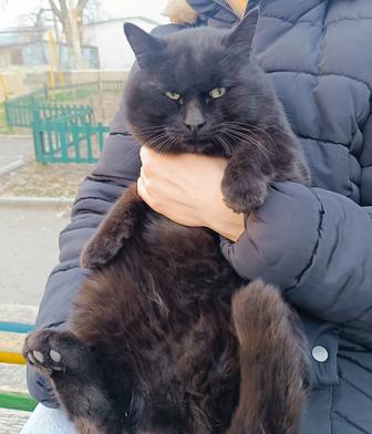 Кот черный