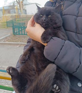 Кот черный похож на британца