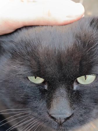 Кот черный похож на британца