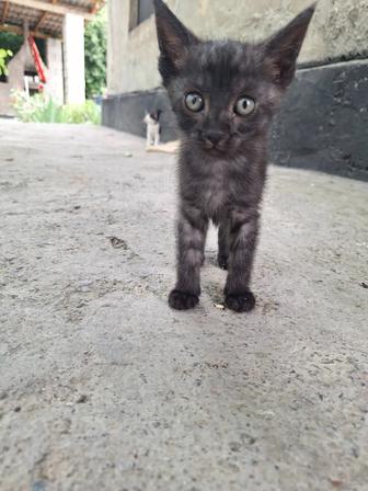 Отдам котят