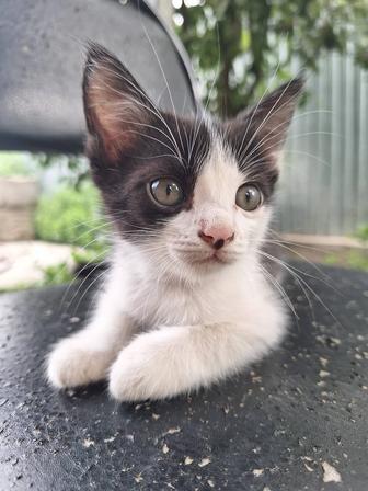 Отдам котят