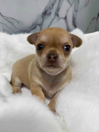 Элитные щенки чихуахуа