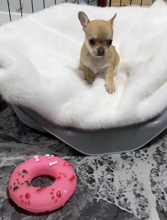 Элитные щенки чихуахуа