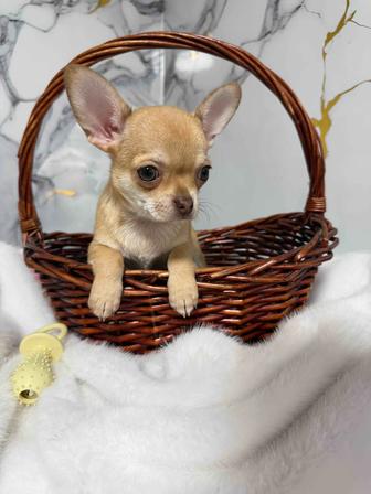 Элитные щенки чихуахуа