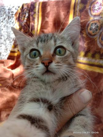 Отдам в добрые руки бесплатно котенка.