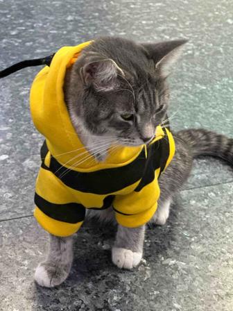 Шотландская кошка ищет дом