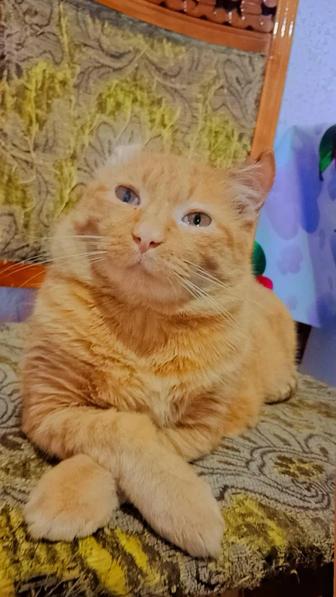 Красивый кот Санни