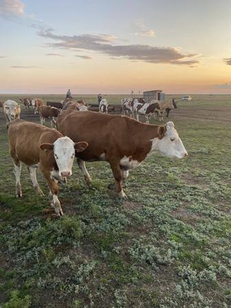 Продам Коров и подсосных телок