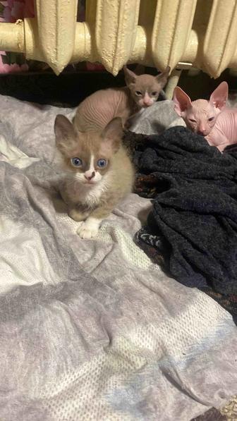 Продам котят сфинкса