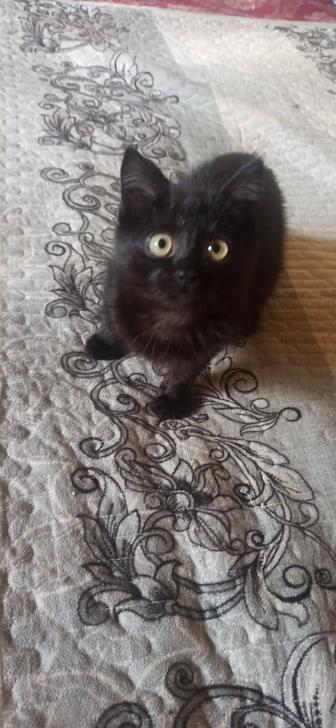 Котенок ищет семью