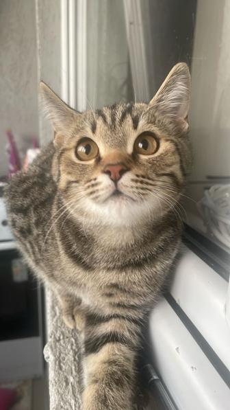 Продаю котенка, прямо ухи Шотландской породы