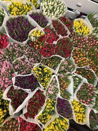 Тюльпаны оптом