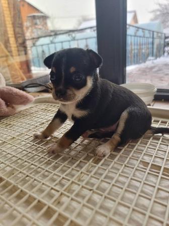 Продам щенка чихуахуа. Девочка.