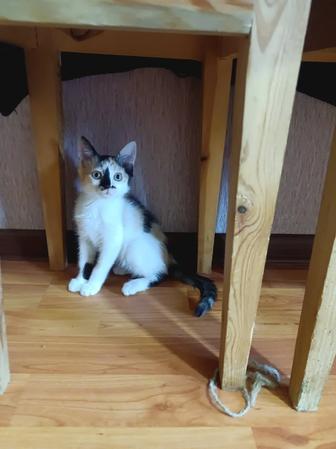 Котята