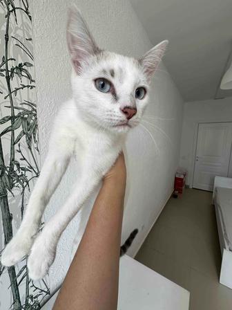 Ищем дом Котику 6-7 месяцев