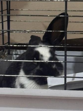 Продам кролика декоративного в Астане клетка все есть.