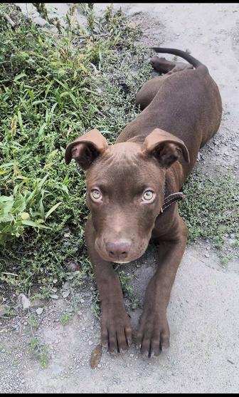 Продам щенка американского питбуля