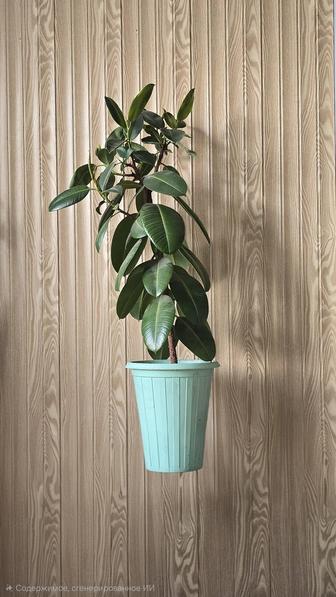 Фикус каучуконосный в горшке.