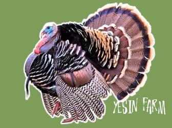 Бронза 708 инкубационные яйца индюков качественное потомство