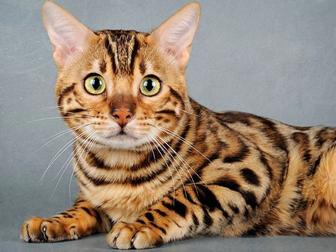 Бенгальский кот