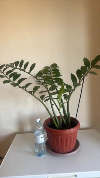 Продам комнатные цветы большие для озеленения кабинетов и дома