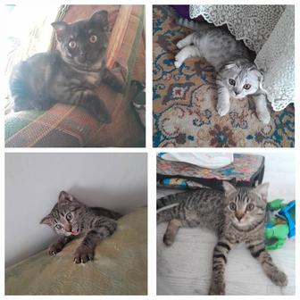 Котята шотландские