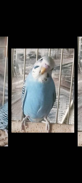 Волнистый попугай