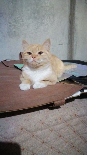 Животные кошки