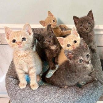 Котята