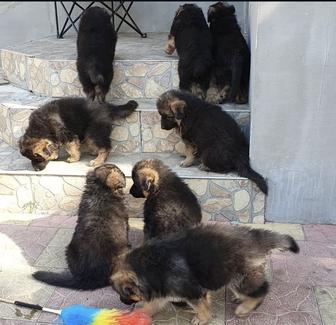 Щенки немца доставка бесплатно