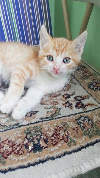 Отдам котят в хорошие руки