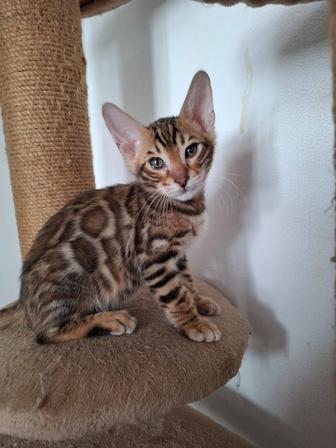 Котята Бенгальской кошки