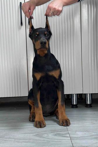 Доберман с купированными ушами