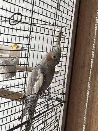 Продам кореллу