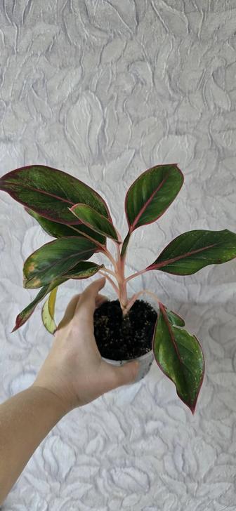 Аглаонемы разных сортов